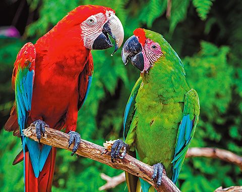 sd-cm-plob-peninsula-parrots-20190220